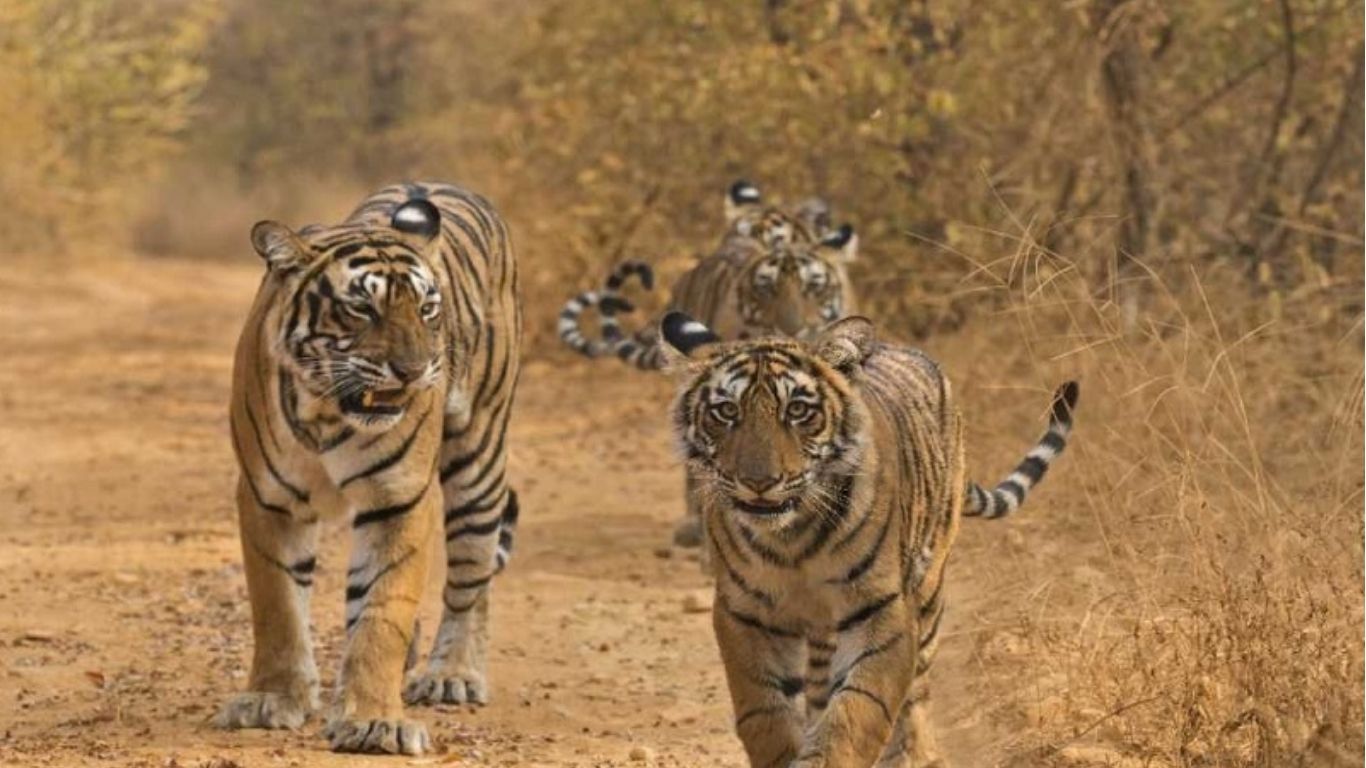 The number of tigers has increased in Madhya Pradesh.