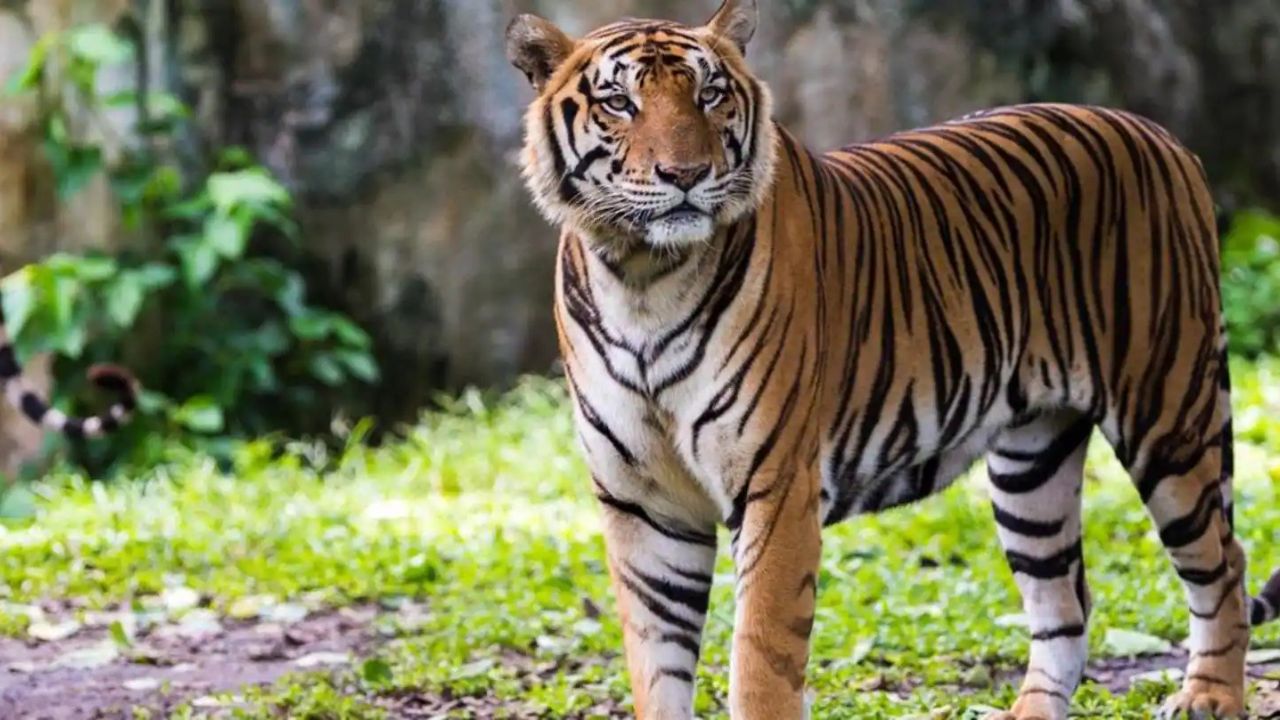 Tiger (File Photo)