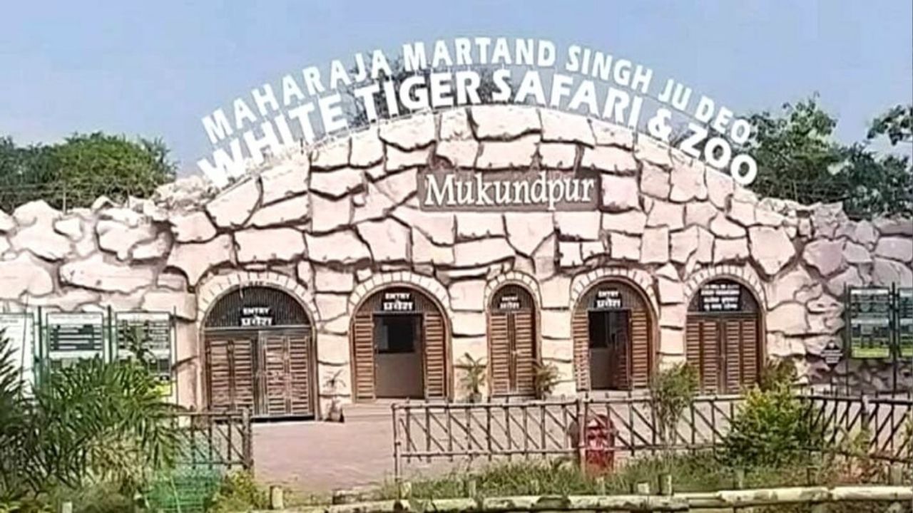 White Tiger Safari