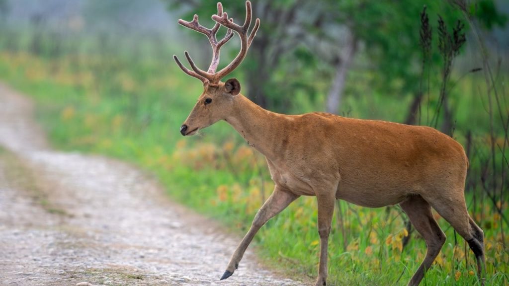 The number of the endangered swamp deer has increased from 50 to 260 in the Satpura Tiger Reserve.