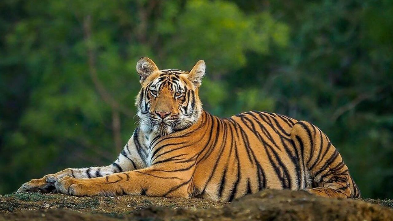 tigers