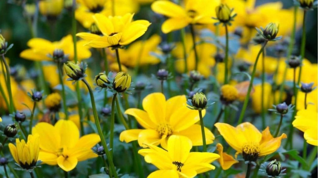 yellow flowers