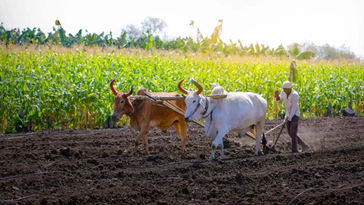 Farmer