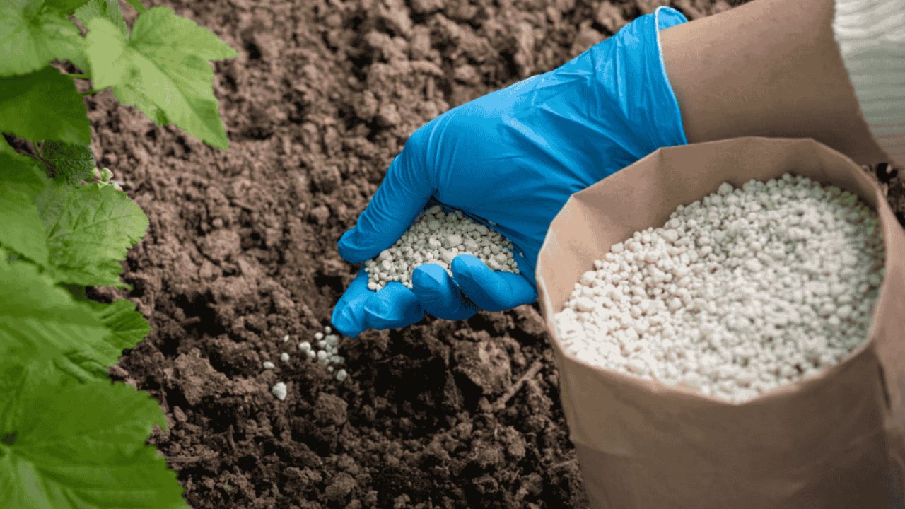 MP fake fertilizer crackdown
