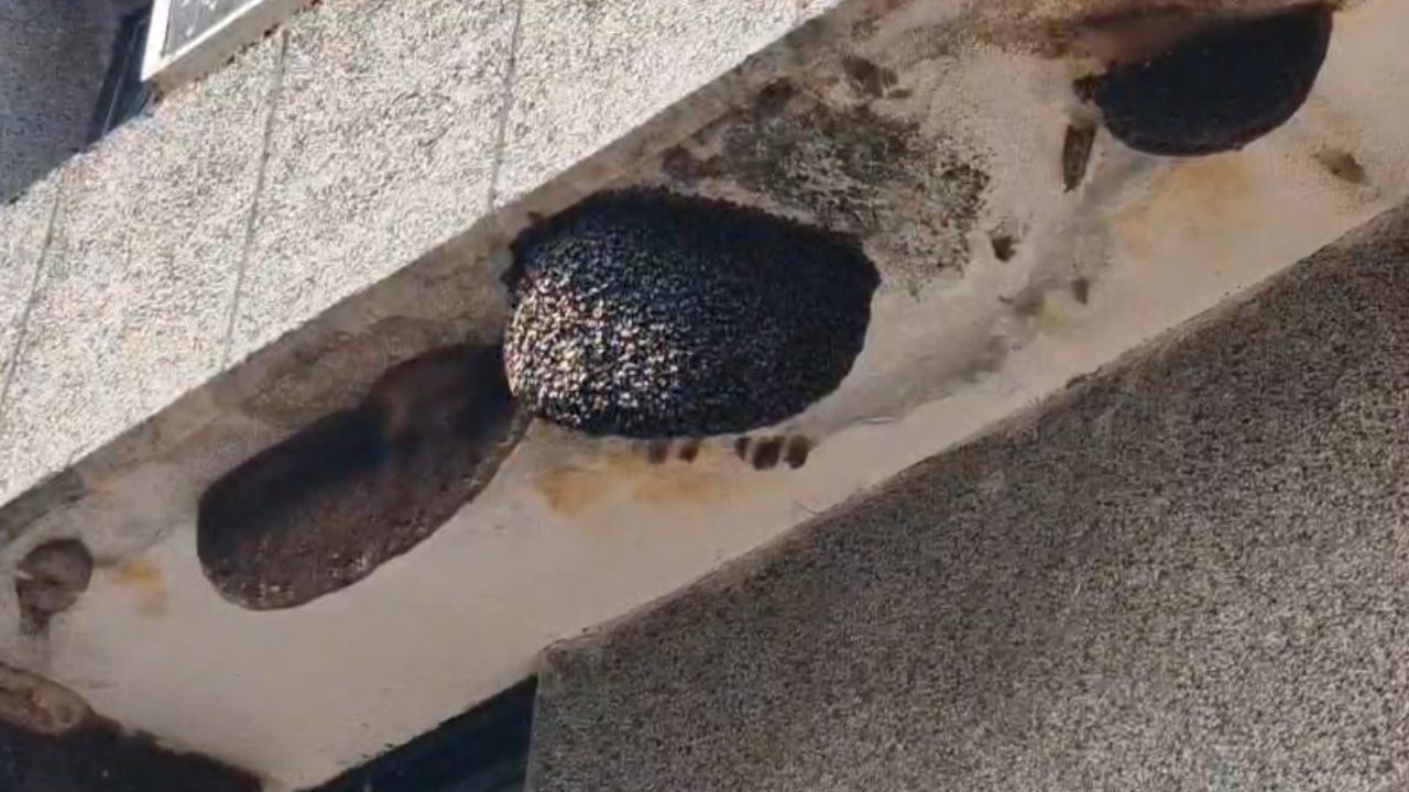 Patients and staff are terrified by beehives inside the hospital