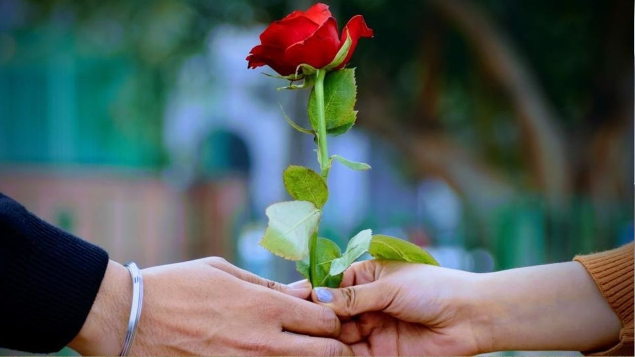 rose