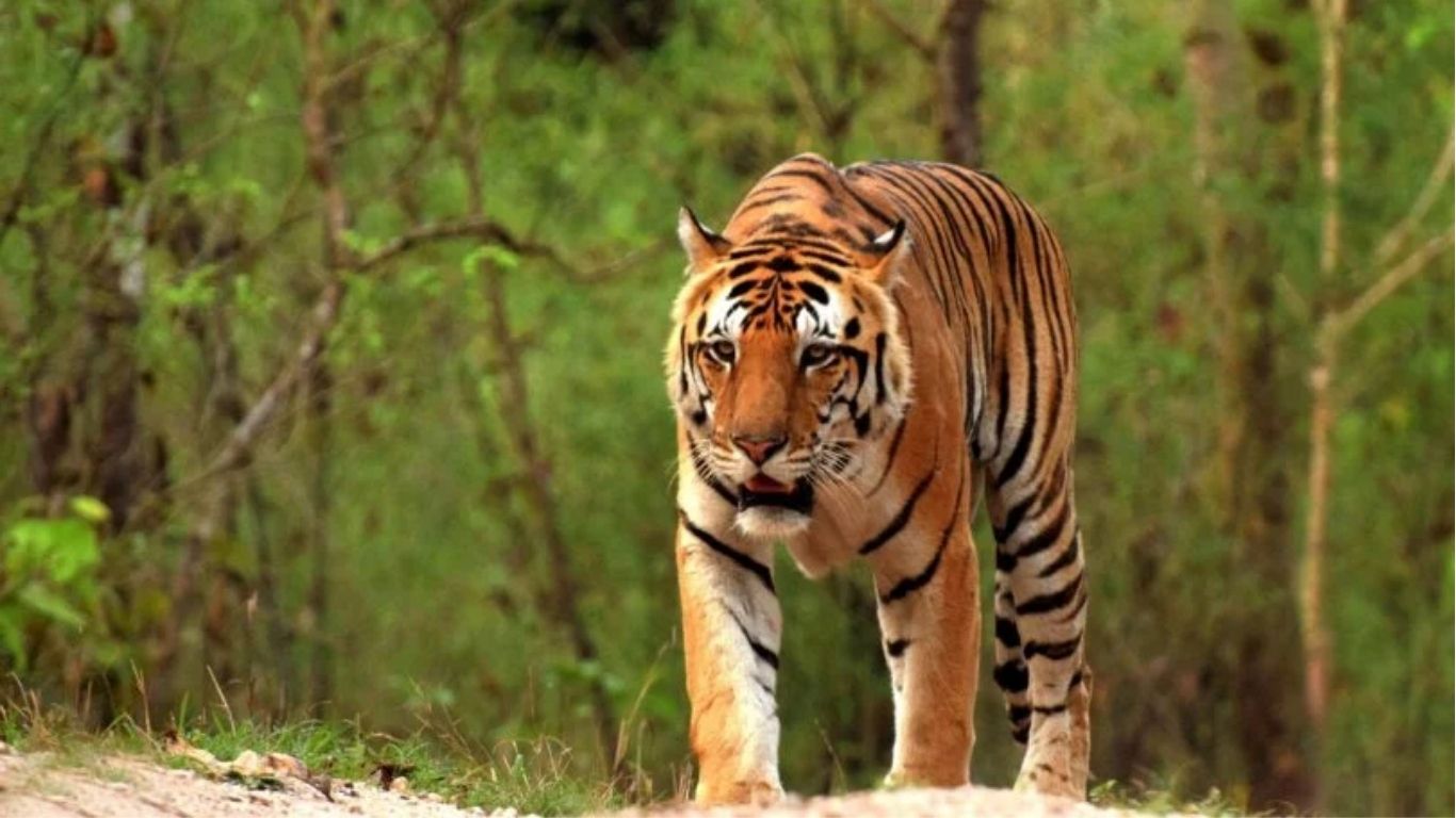 tigers