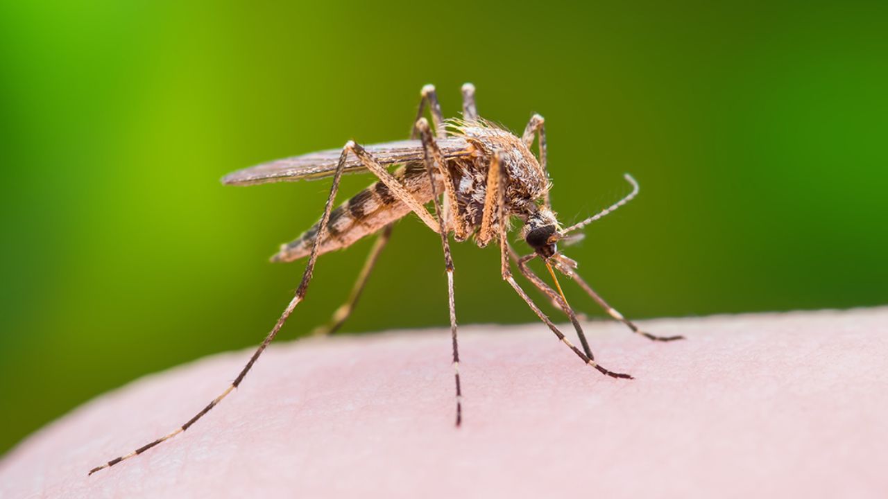 Mosquito