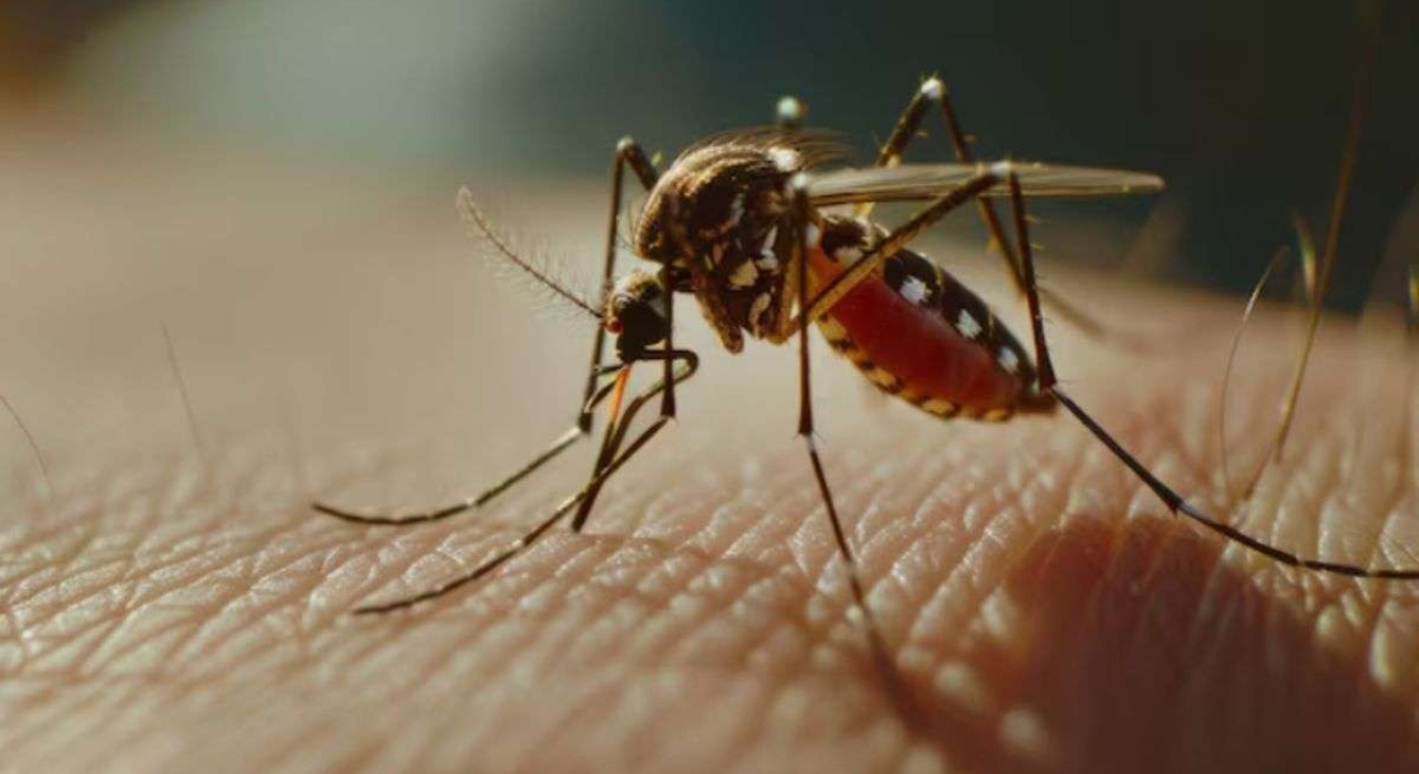 Mosquitoes