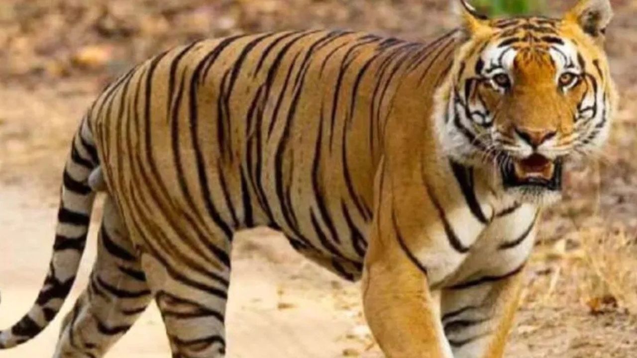 Tiger (File Photo)