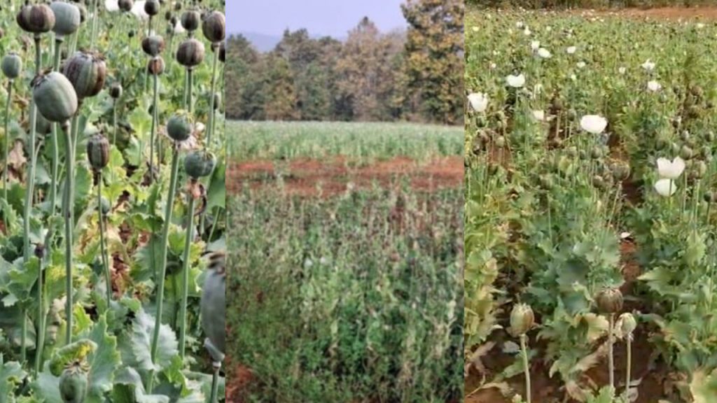 balrampur opium cultivation