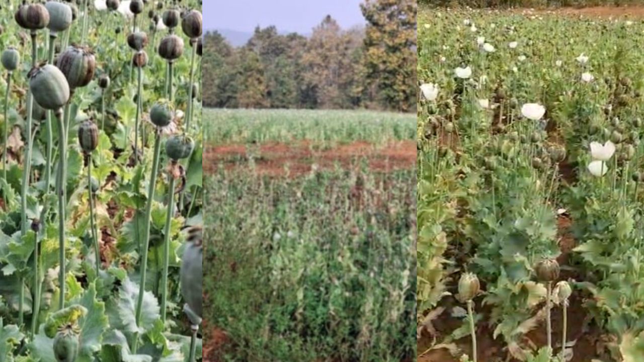 balrampur opium cultivation