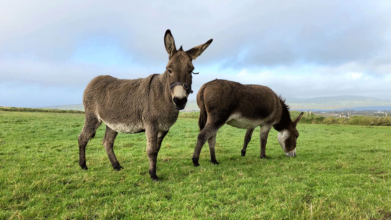 donkey