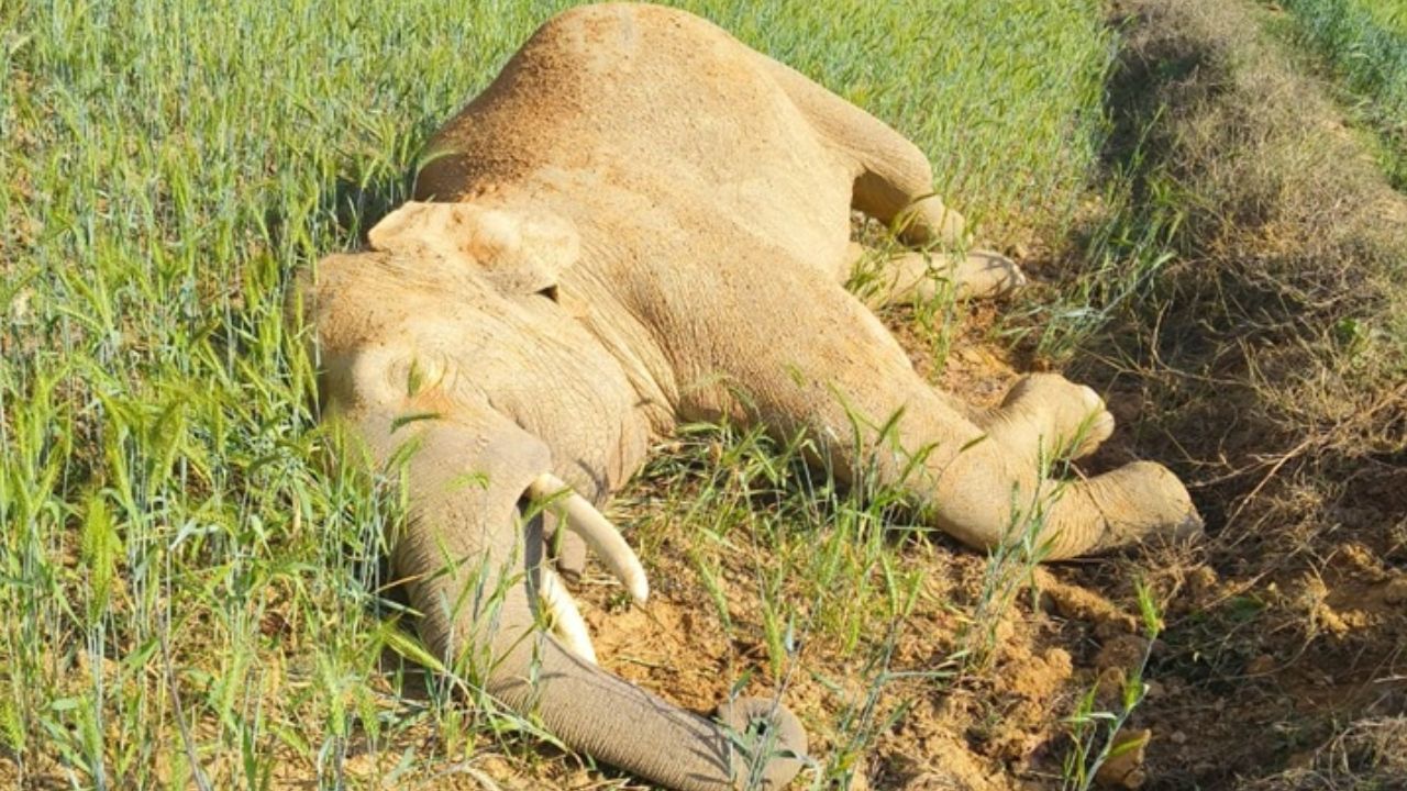 surajpur elephant death