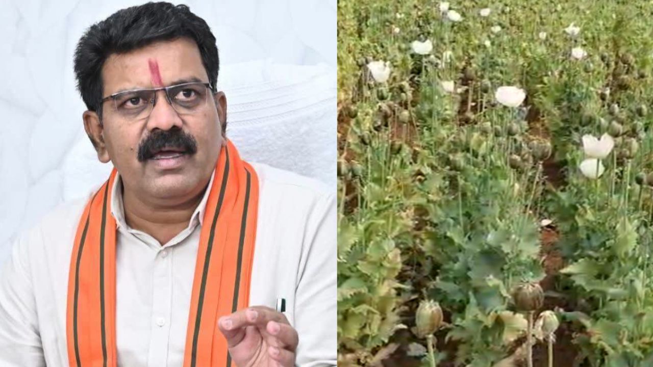 deputy cm Vijay sharma said Opium cultivation will be investigated in all districts of Chhattisgarh