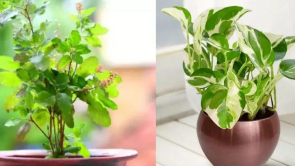 Money Plant