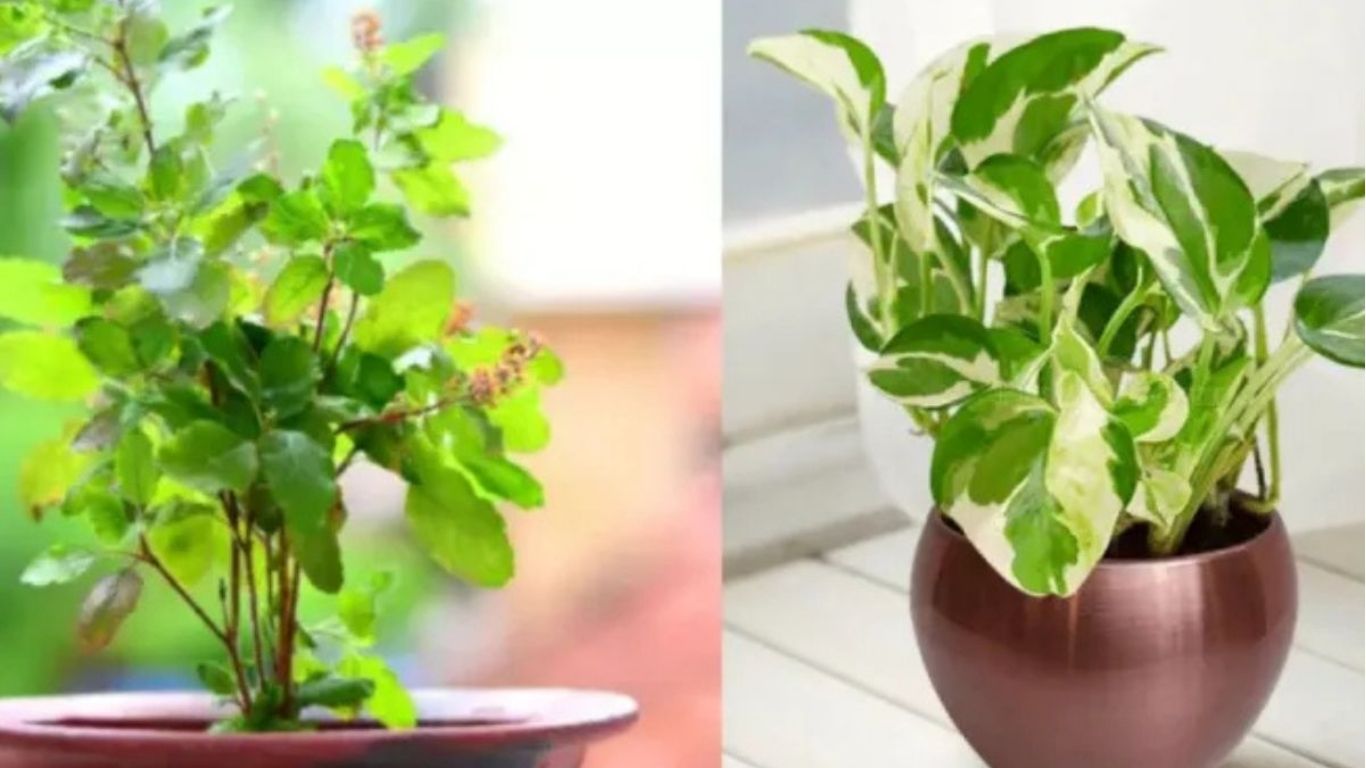 Money Plant