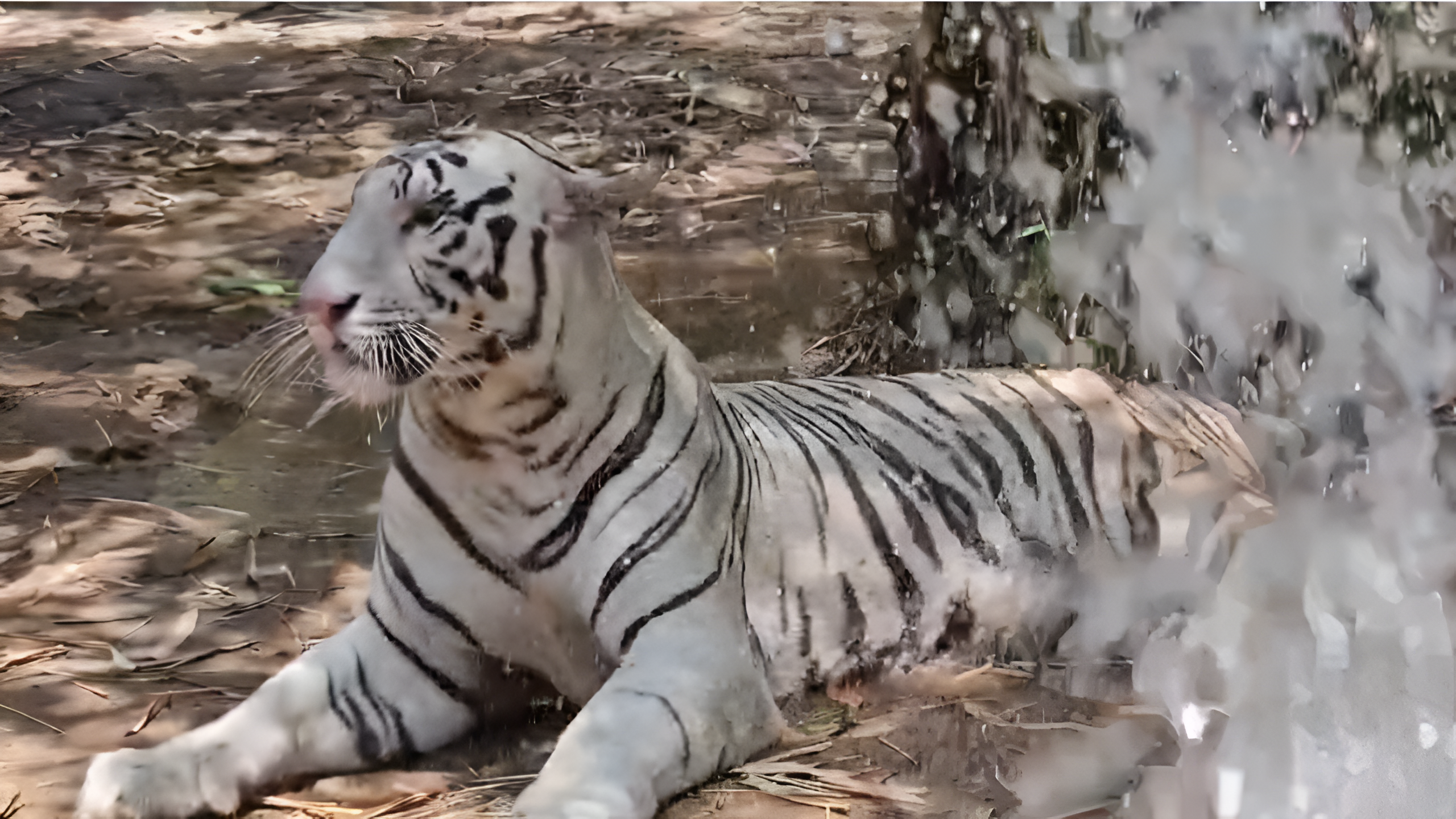 Maitri Bagh Zoo