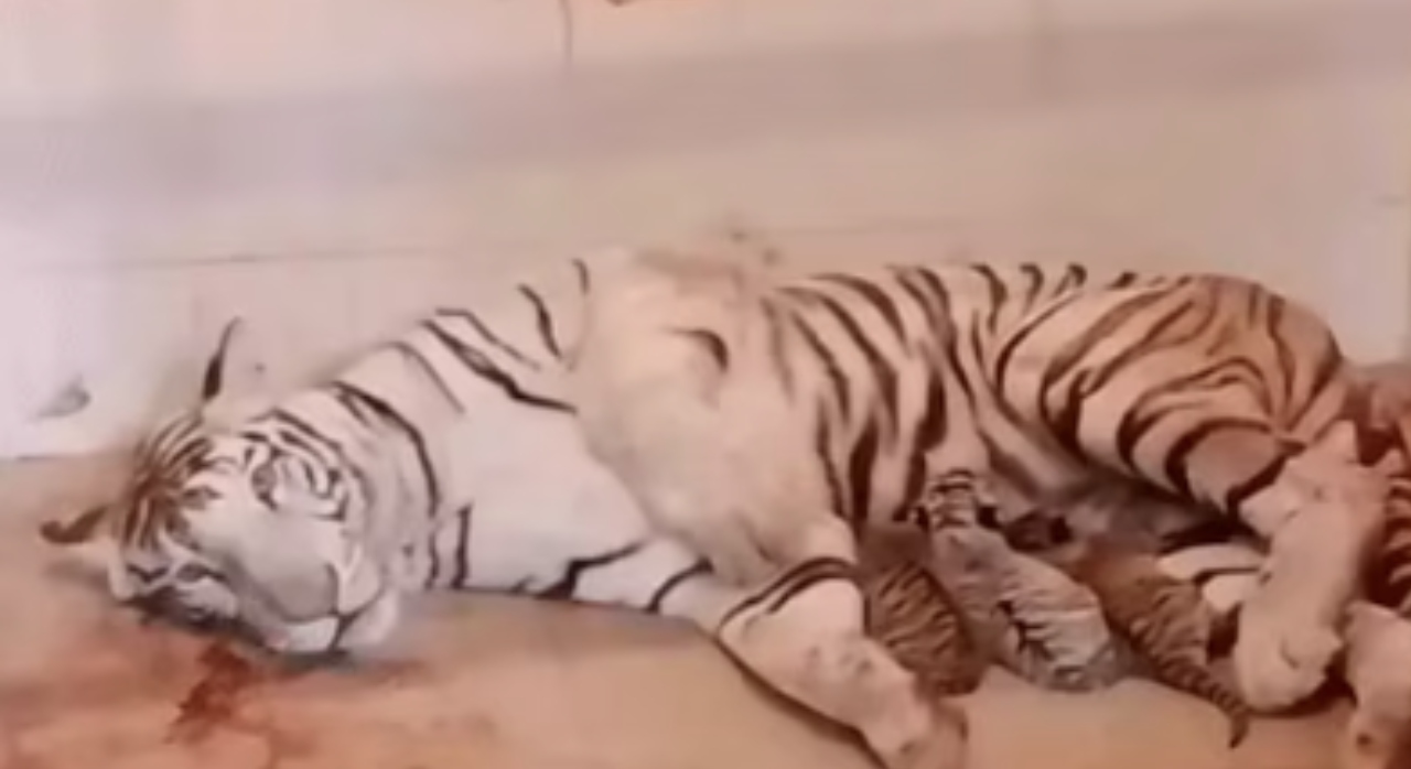 Gwalior Zoological Park