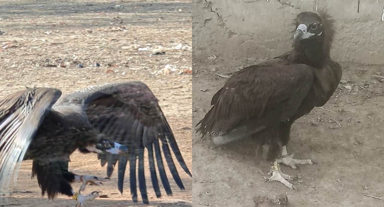 Halali Dam Vulture