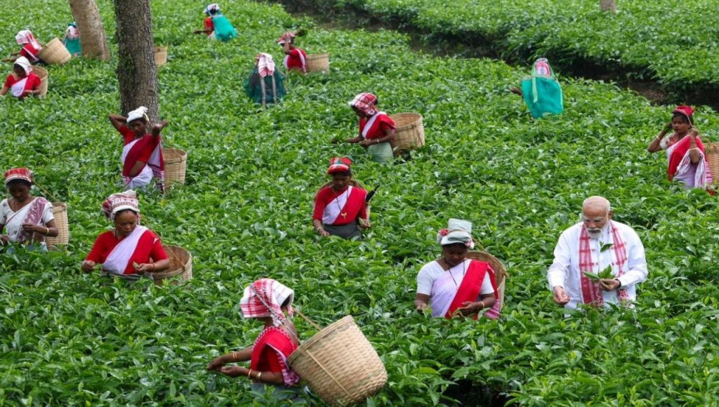 PM Modi in a tea garden