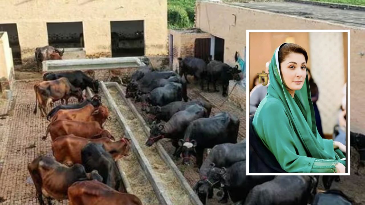 Pakistan Dung Tax