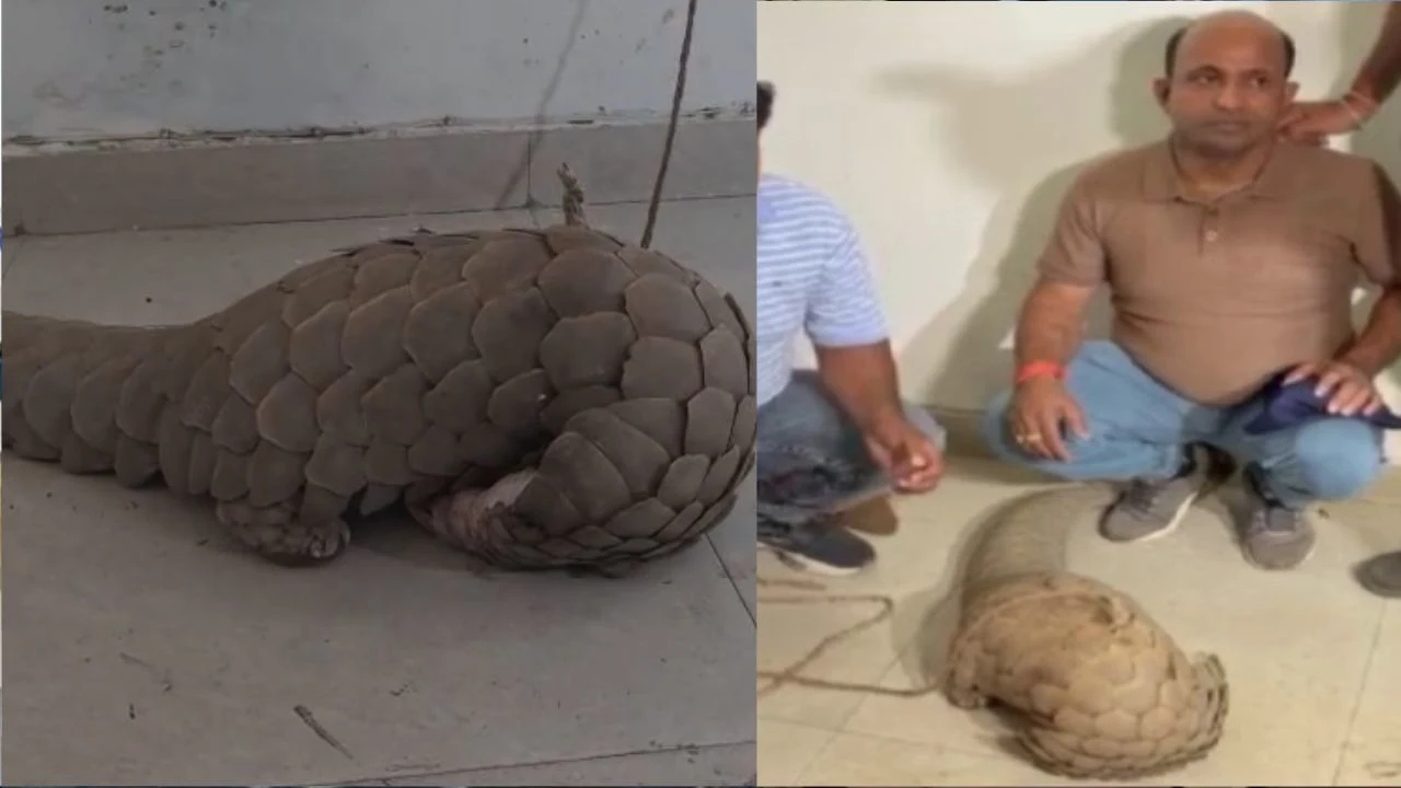 Two Smugglers Arrested with Pangolin