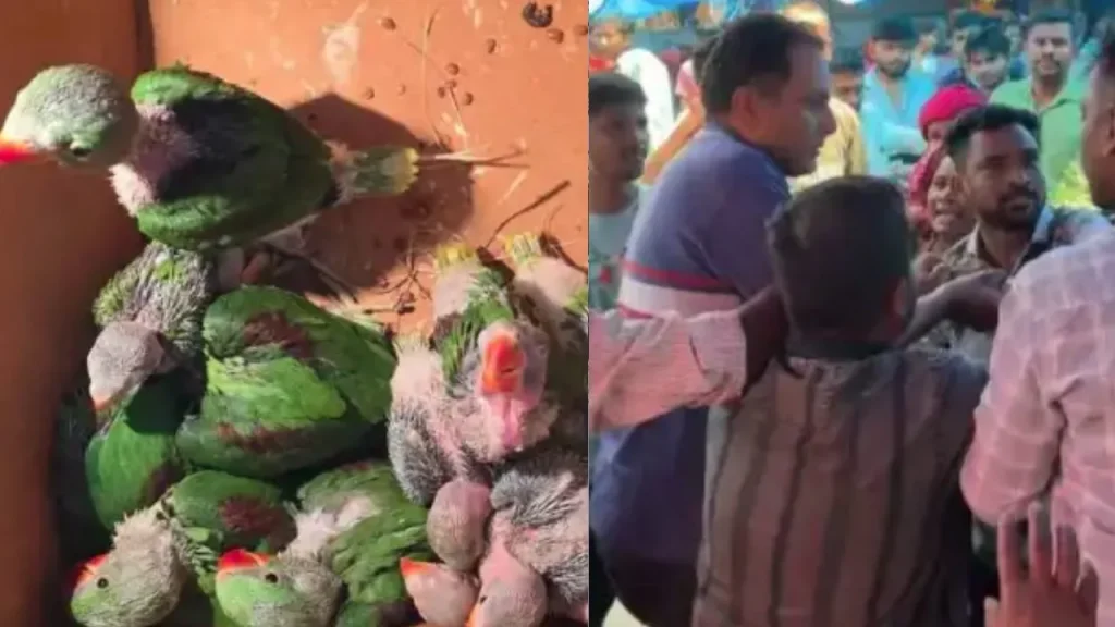 Controversy over the Sale of Parrots