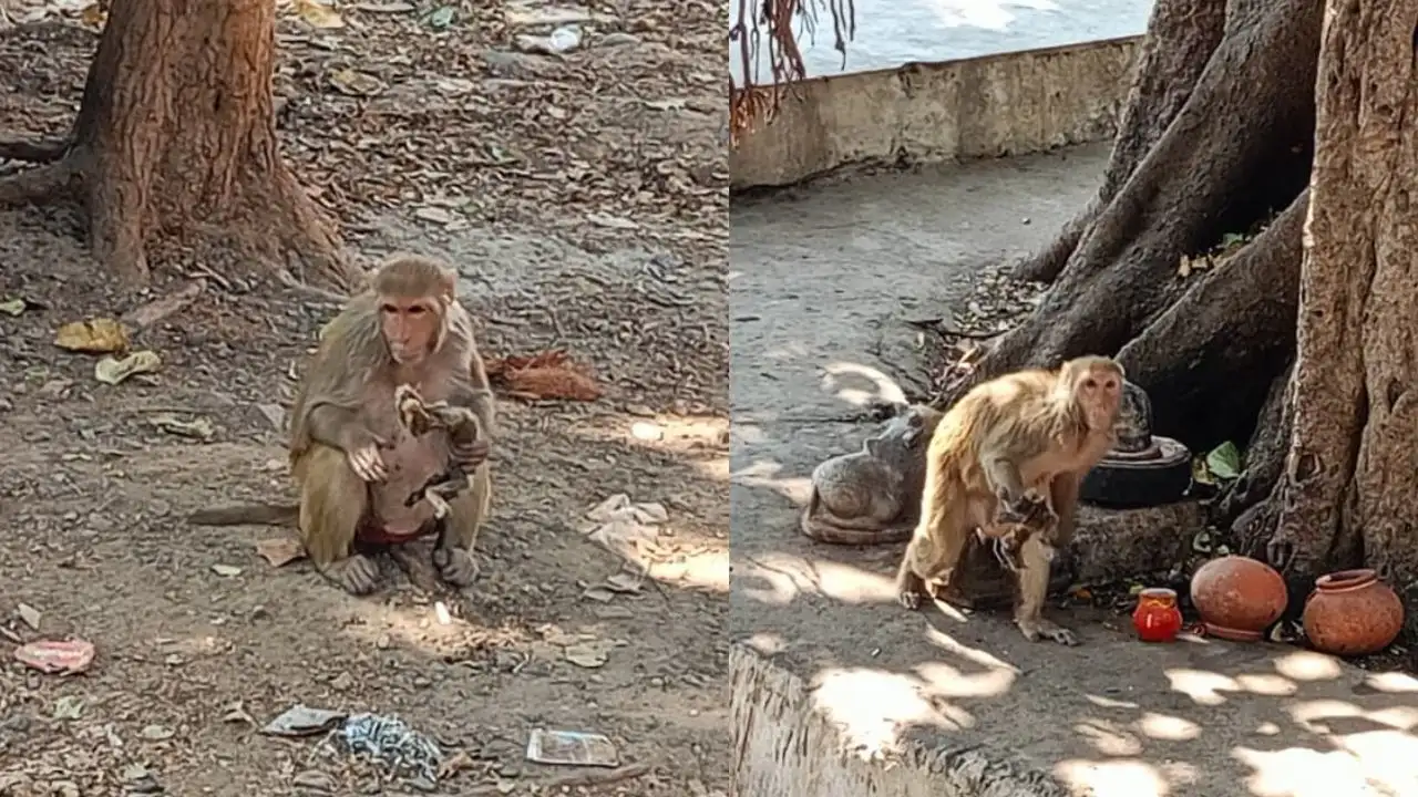 The Monkey's Unique Story