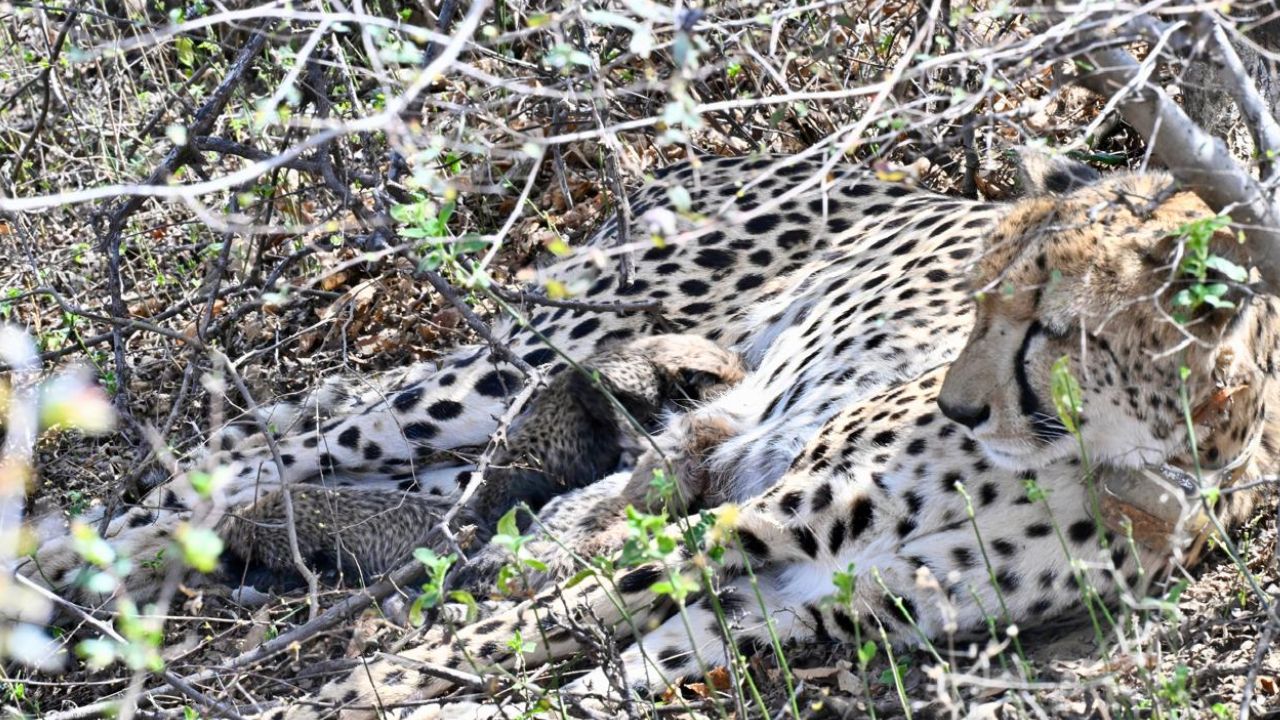 sheopur 0kuno national park female cheetah gamini gave birth 4 cubs