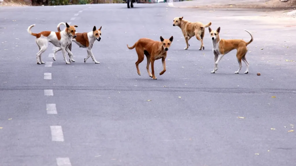 Dog Attack in Satna