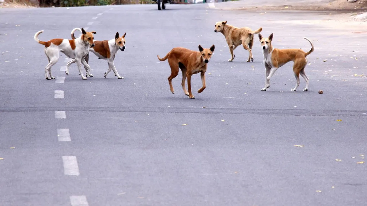Dog Attack in Satna