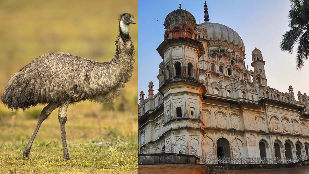 Australian bird emu in bahu begam tomb ayodhya how reached without fly
