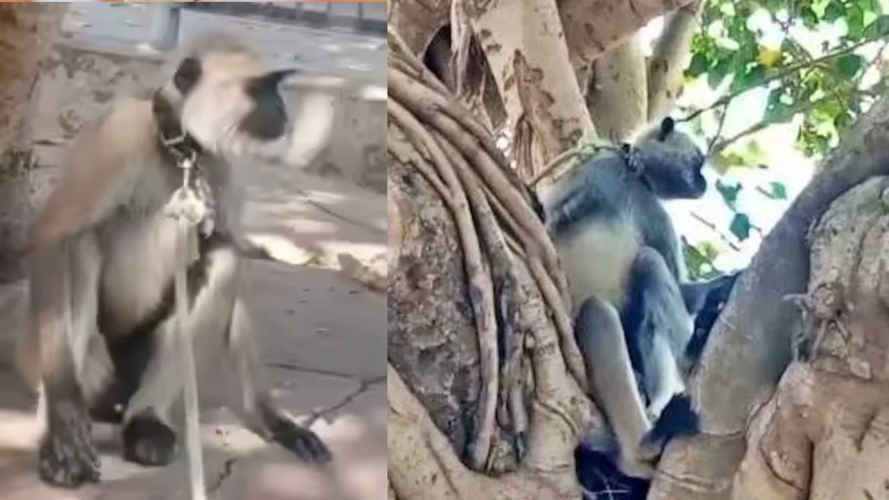 कॉलेज में तैनात लंगूर की तस्‍वीर
