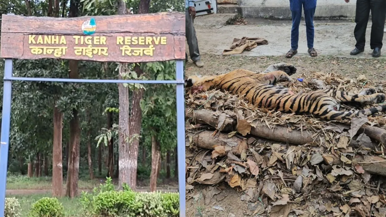 mandla kanha national park 5 tigers death within 9 days forest department
