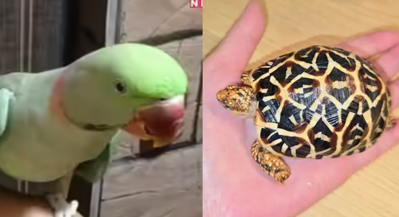 Parrots and Star Tortoises