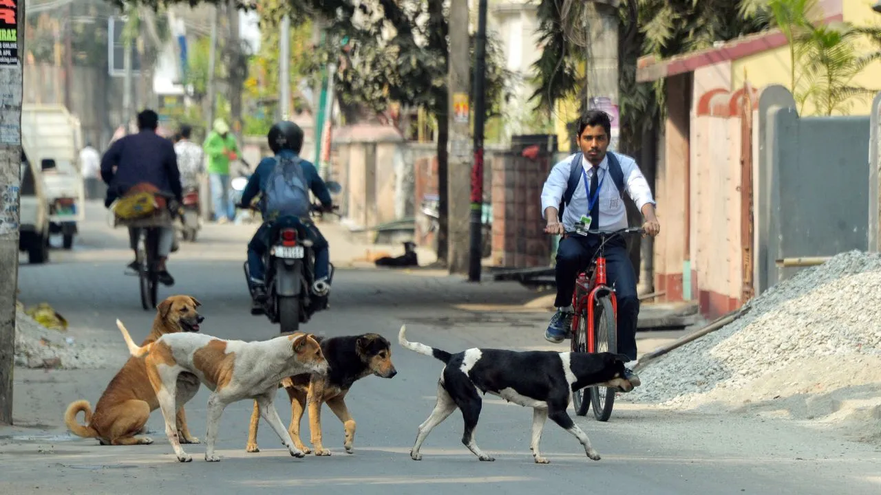 bhopal every day 81 dog bites case no shelter supreme court verdict