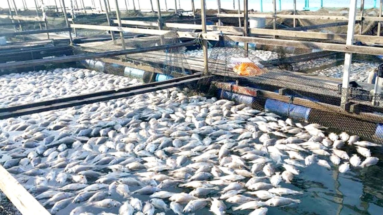 Fish Farming Business