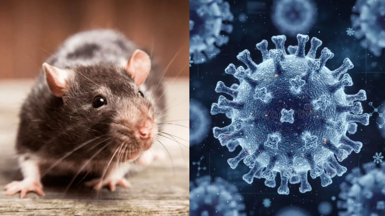 Hantavirus Outbreak
