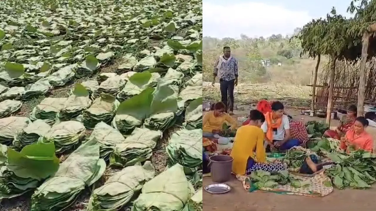 After becoming counterfeit-free, the trade of tendu leaves in Balaghat is estimated to be more than Rs 45 crore.