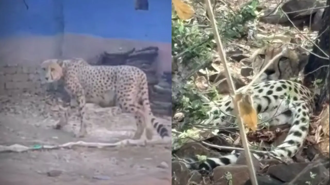 Cheetah leaves Kuno National Park and reaches Rajgarh.