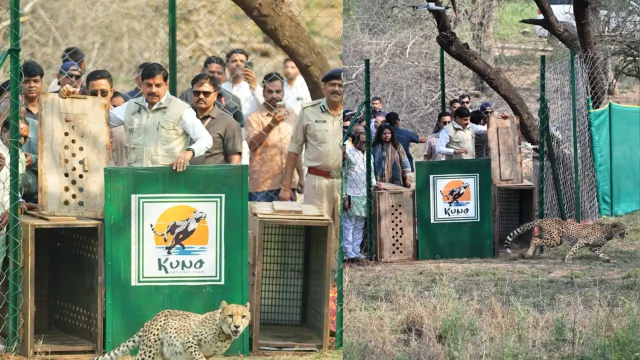 CM Mohan Yadav releases two female cheetahs in Kuno National Park.