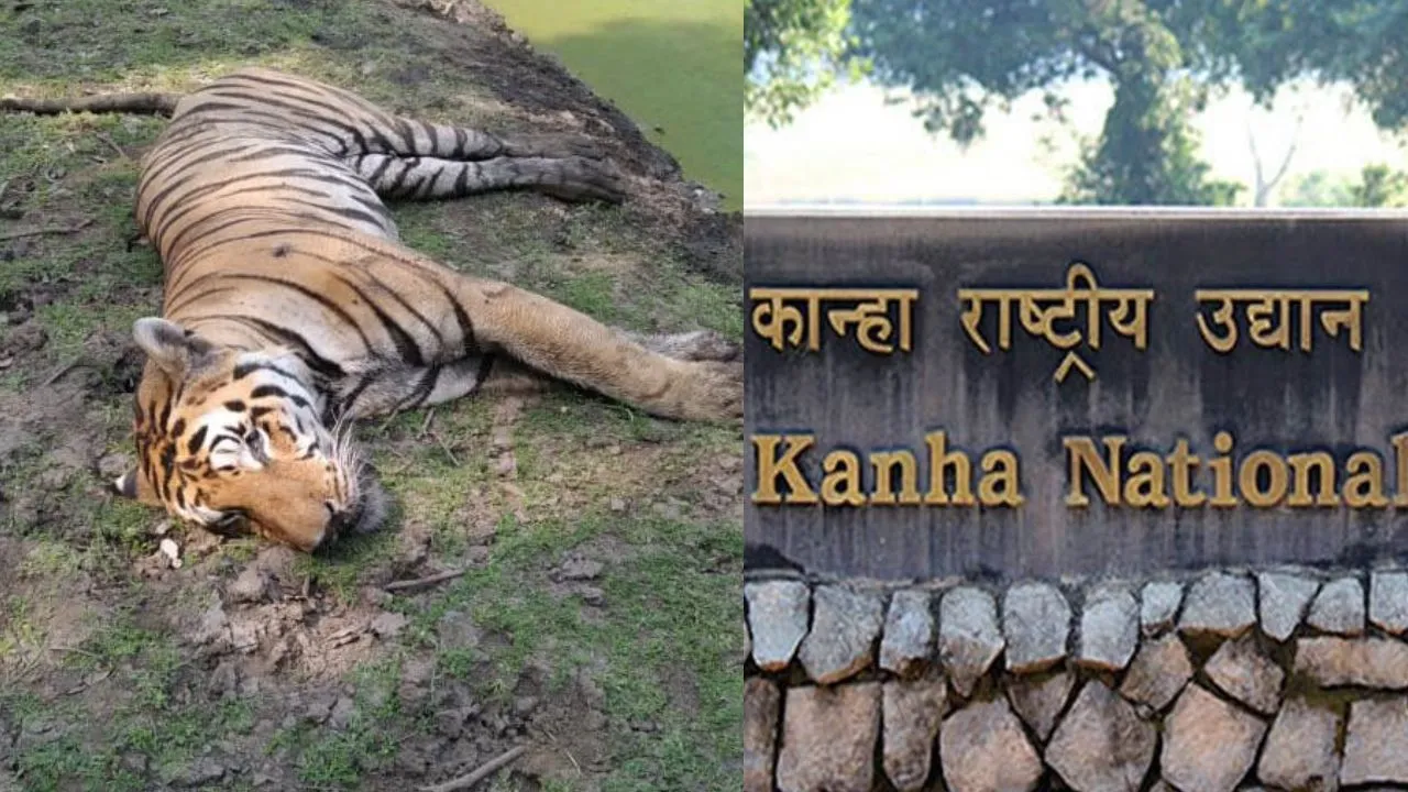 Another tiger dies in Kanha National Park.