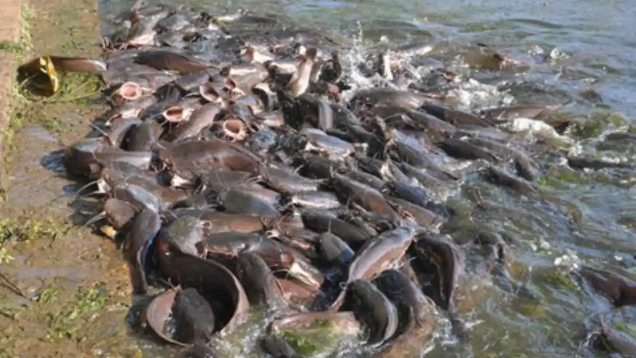 Chhattisgarh fish farming ban