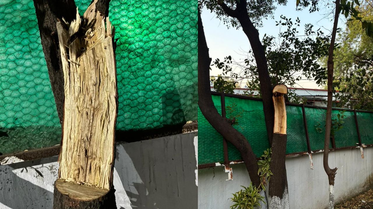 Sandalwood trees are being stolen from government bungalows in Rajgarh.
