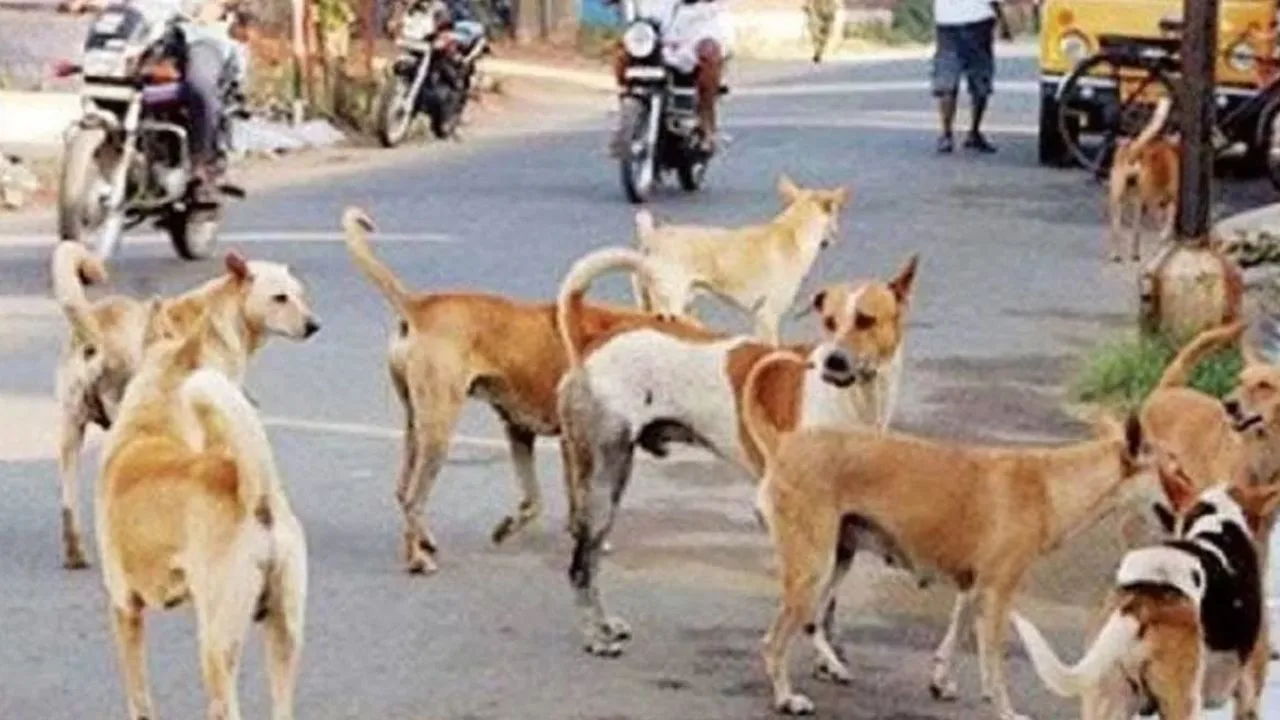 The Menace of Stray Dogs in Khandwa