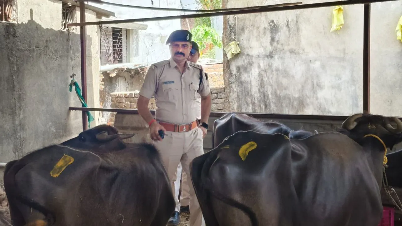The police freed the cattle brought for sacrifice on Bakrid in Seoni.