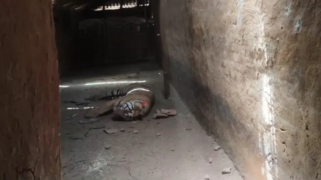 After the attack, the tiger hiding in the house has been rescued.