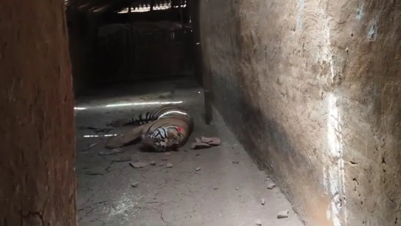 After the attack, the tiger hiding in the house has been rescued.