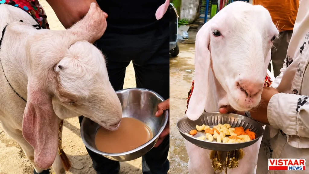 Two goats in Burhanpur are in the news because of their love for tea.